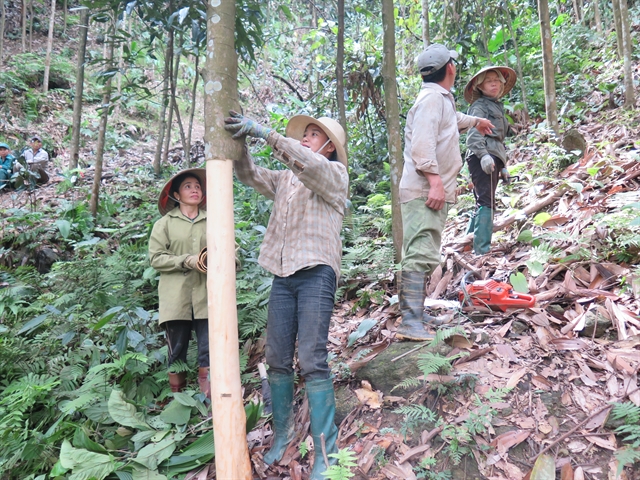 Sustainability standards hold the key to the success of Vietnamese cinnamon