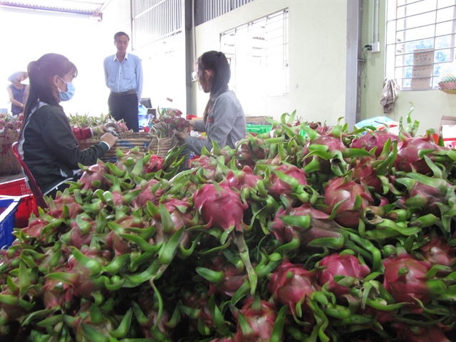 Promoting dragon fruit exports to Australia New Zealand