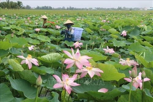 Đồng Tháp develops lotus-related tourism