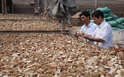 Cassava exports up but trade deals not capitalised on