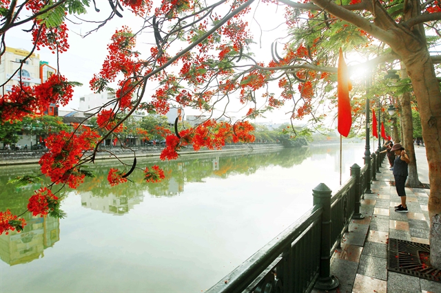 Hải Phòngs most beautiful season