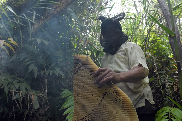 Farmers escape poverty through forest work