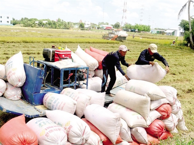 EVFTA boosts Việt Nams rice exports to the EU