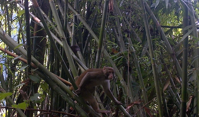 Rare primates turn up in Thanh Hóa nature reserve