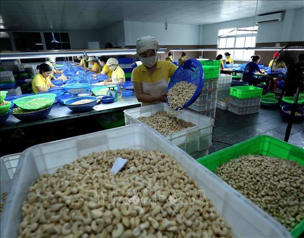 Last cashew nut containers in Italy scam freed