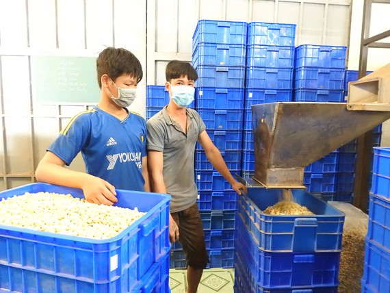 Poor weather, import bottleneck double whammy for Bình Phước cashew industry