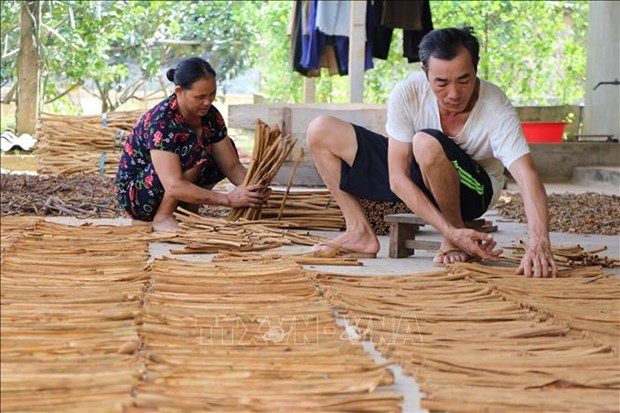 Yên Bái develops cinnamon trees to diversify income