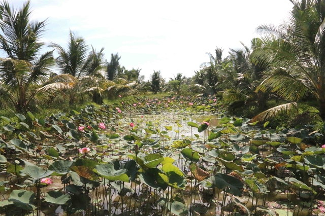 Trà Vinh to improve value for coconuts meet export requirements