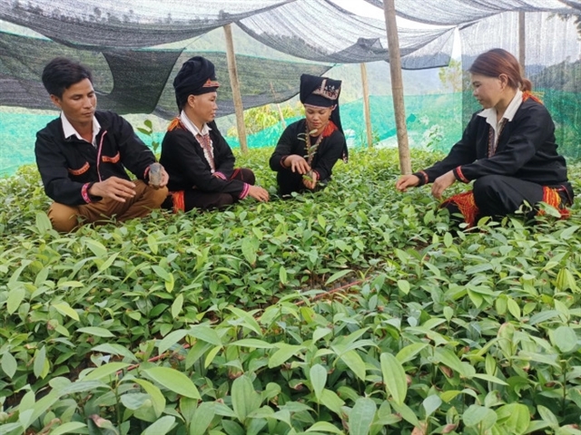 Women in Lào Cai get support in cinnamon farming