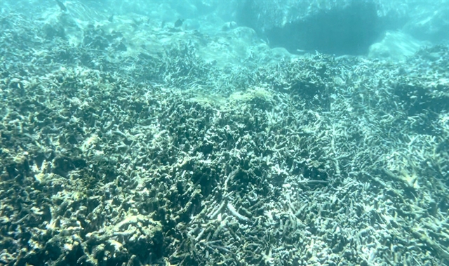 Nha Trang scrambles to save coral reefs from bleaching