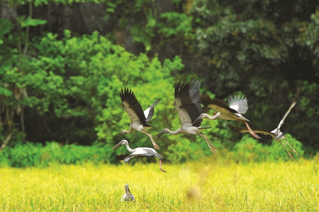 Saving Việt Nams wild bird population