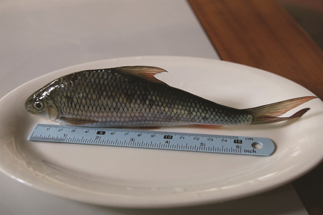 Ethnic Cơ Tu people treasure threatened freshwater fish