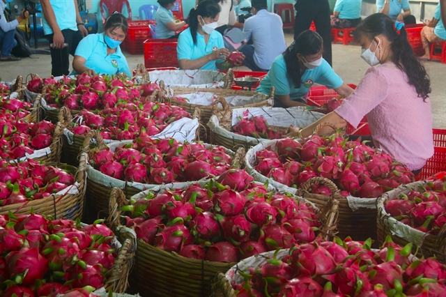Co-operatives can connect dragon fruit farmers with market