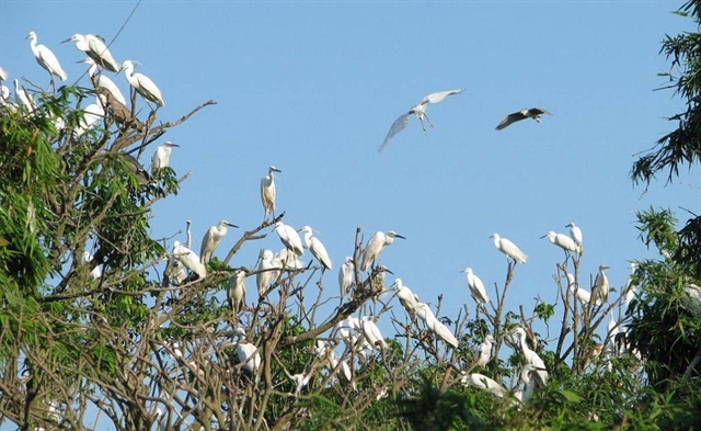 Man caught trapping wild birds in protection forest in central Vietnam