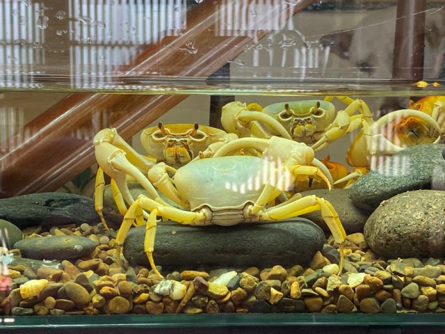 Cách nuôi cua trai phổ biến nhất hiện nay là gì? (What is the most popular way of breeding male crabs nowadays?)