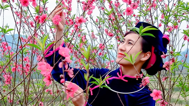 Lạng Sơn Province launches peach blossom festival to welcome Tết
