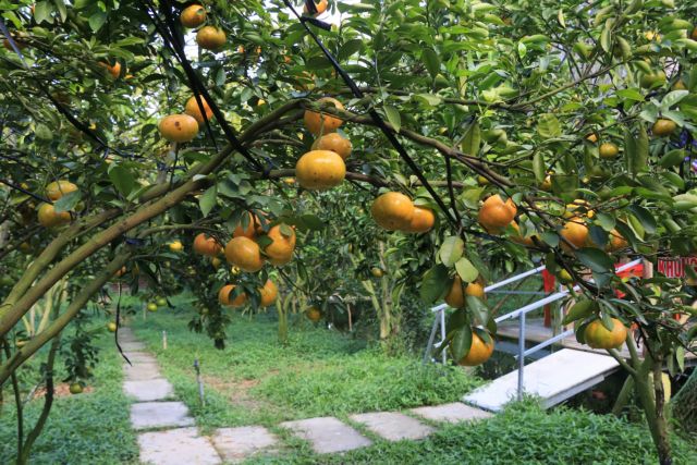 Mekong Delta district preserves speciality pink mandarin