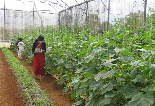 Vietnam dan Jepang bermaksud untuk meningkatkan kerja sama di bidang pembangunan pertanian berteknologi tinggi