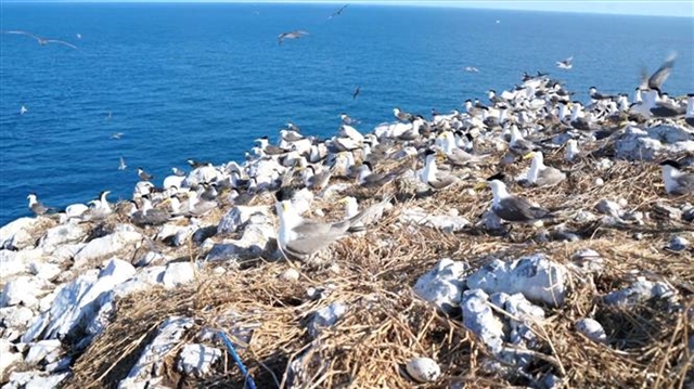 Việt Nam Records recognises Hòn Trứng as most fertile seabird habitat