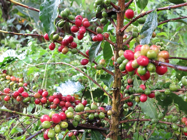 Coffee price increases in domestic market due to high demand