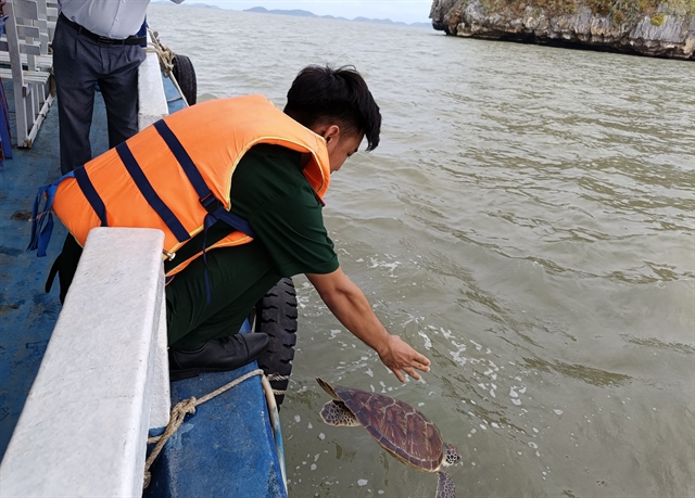 Sea turtle returned to the ocean in waters off Kiên Giang Province