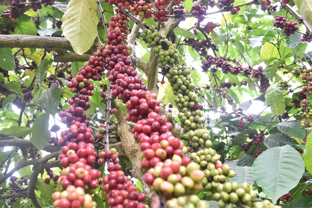 Xuất khẩu cà phê của Việt Nam sang Singapore thấp, có tiềm năng tăng trưởng lớn