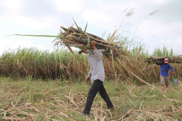 Sugar firms struggle due to ATIGA