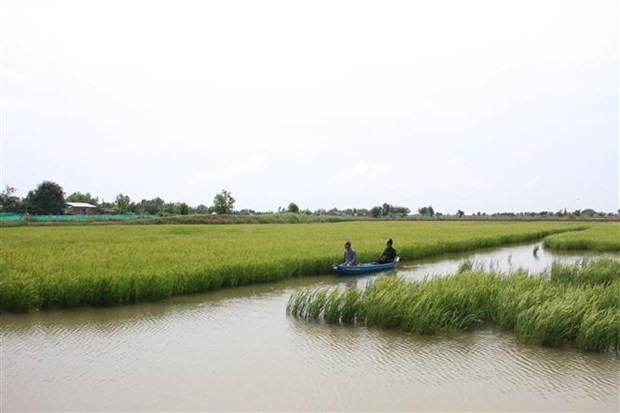 Mekong Delta expands environmentally-friendly shrimp-rice farms