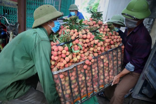 Portal expected to reach big lychee consumers