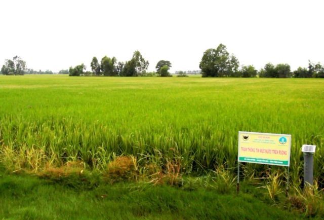 Mekong Delta authorities encourage farmers to expand smart rice model