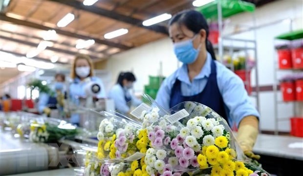 Việt Nam to resume cut flower exports to Australia
