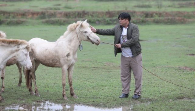 Bắc Giang ethnic groups breed white horses