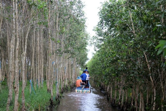 Kiên Giang Province farmers switch to cajuput