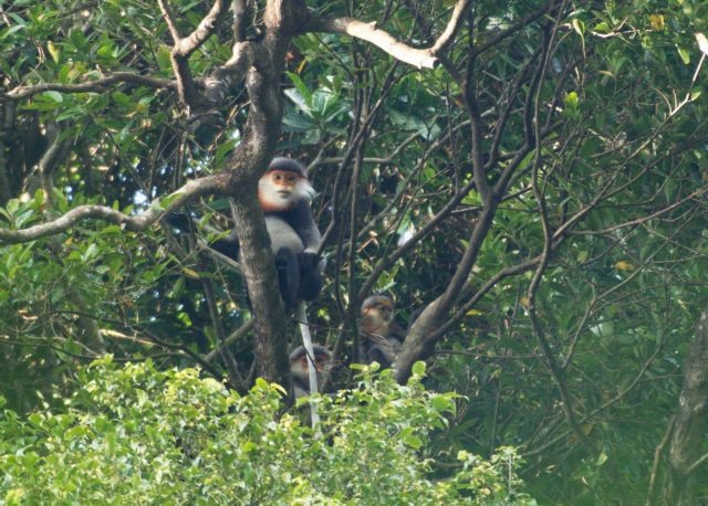 More grey-shanked douc langurs found in Quảng Nams Hòn Dồ Mountain