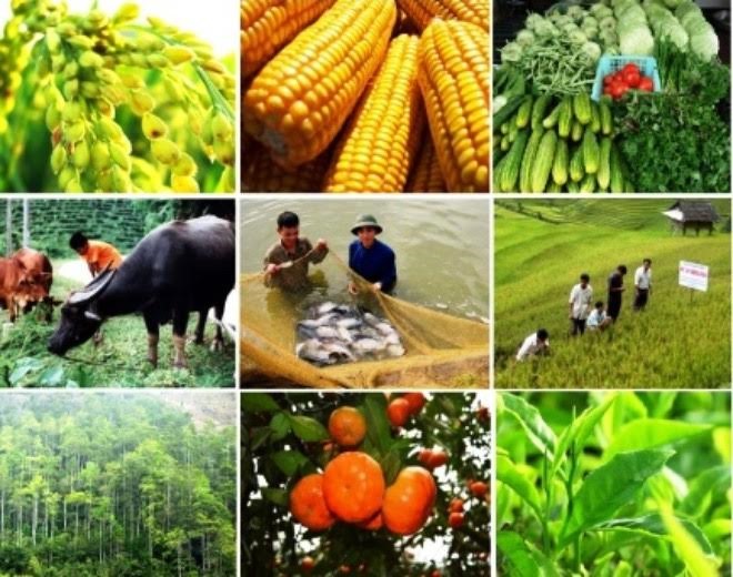 Việt Nam’s agricultural sector arrives at a crossroads