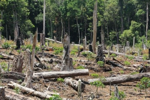 Nearly 11,000ha of Đắk Lắk forest area destroyed