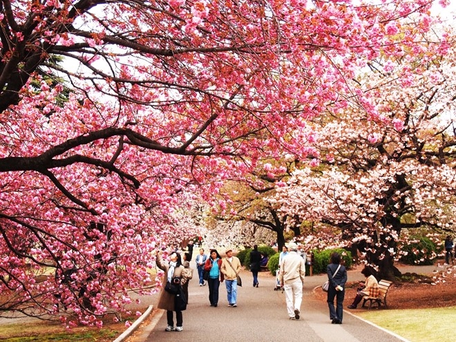 Đà Nẵng will host first Japanese cherry blossom festival