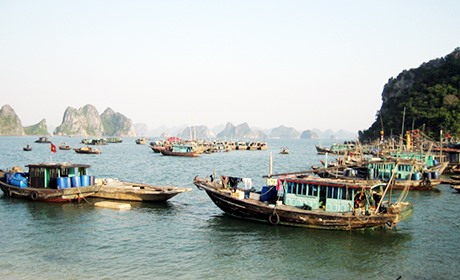 Quảng Ninh losing its marine resources