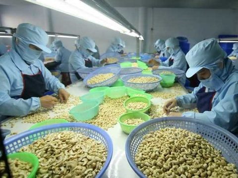 Cashew sector may miss export target