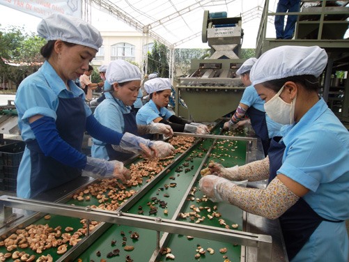cashew production