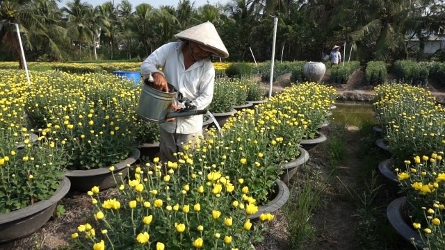 Flowers in Trà Vinh selling like hot cakes