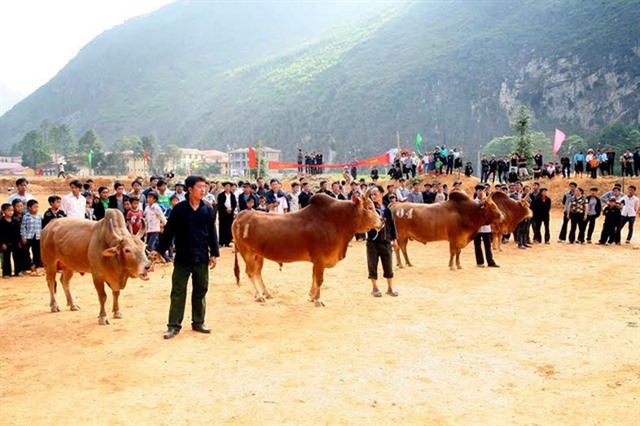 Hà Giang beef receives geographical indication