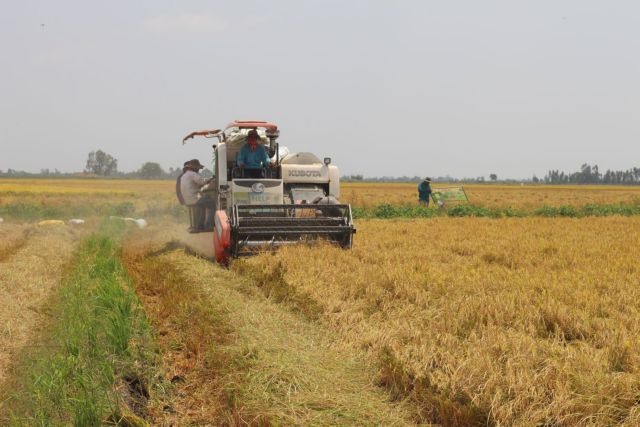 Long An to expand high-quality hi-tech rice farming