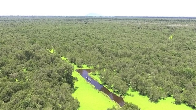 Mekong Delta approves eco-tourism project in cajuput forest