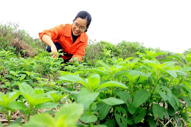 Thái Bình woman quits high-flying career to launch herb farm