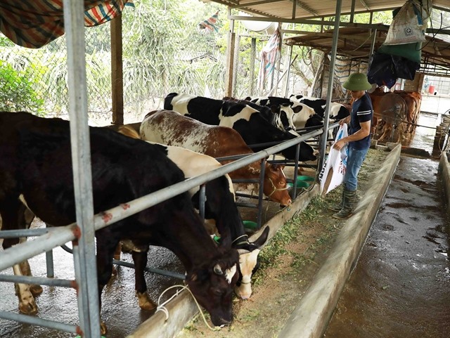 Hà Nội cow farming sees room for development