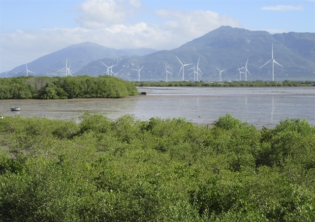 Ninh Thuận set to grow more coastal forests for protection green cover
