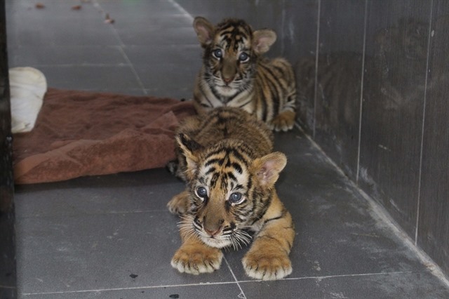 Seven rescued Indochinese tiger cubs given new lease of life