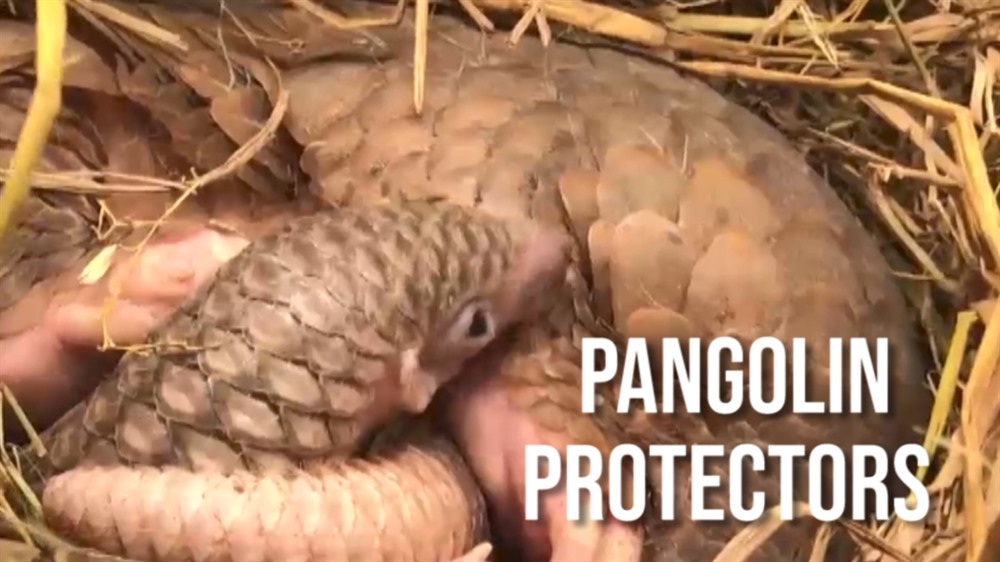 Efforts to save pangolin in Việt Nam