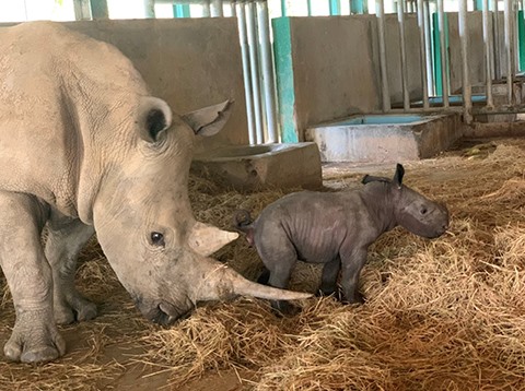 First baby rhino born at Vinpearl Safari Phú Quốc